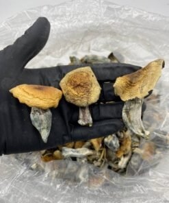 Hillbilly Shroom