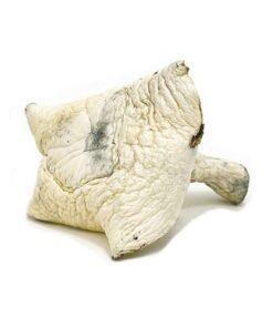 BUY ALBINO PENIS ENVY AT/CANNAEXOTICDISPENSARY AVAILABLE IN STOCK NOW,BUY MUSHROOM FOR MICRODOSING PURPOSE,PSILOCYBINE GUMMIES AVAILABLE IN STOCK