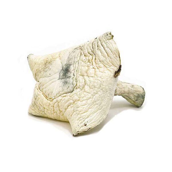 BUY ALBINO PENIS ENVY AT/CANNAEXOTICDISPENSARY AVAILABLE IN STOCK NOW,BUY MUSHROOM FOR MICRODOSING PURPOSE,PSILOCYBINE GUMMIES AVAILABLE IN STOCK